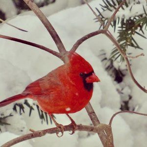 Meet your Posher, Phyllis